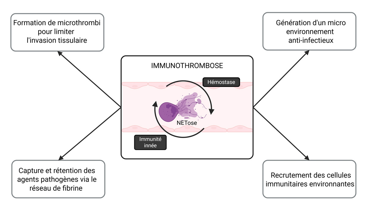 Figure-1-Rev-Francoph-Hemost-Thromb-2025-7-3-174-80-Flash-Scientifique