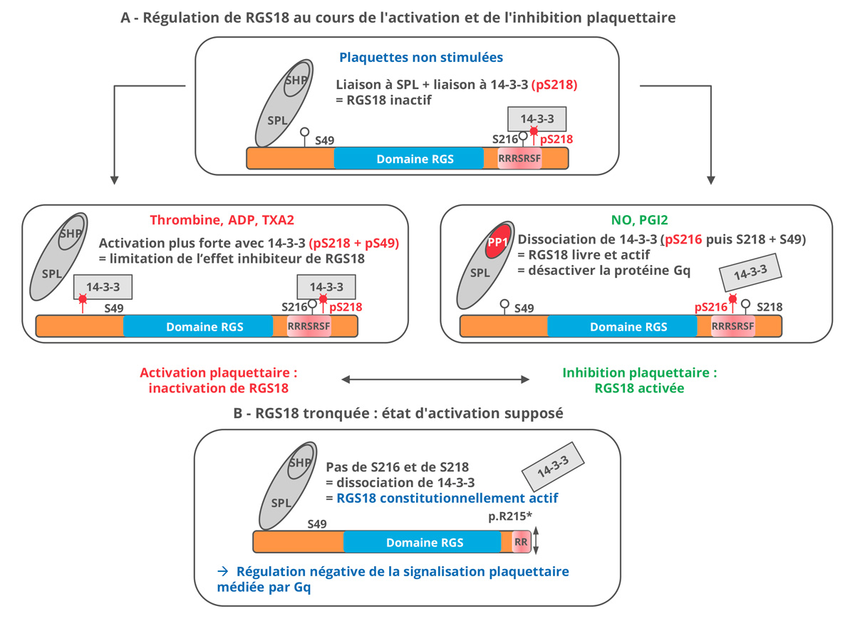 Figure-2-Rev-Francoph-Hemost-Thromb-2025-7-3-181-8-Actualites-Scientifiques
