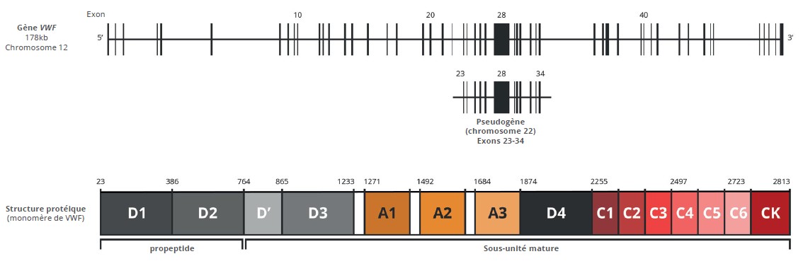 Figure_1-Rev-Francoph-Hemost-Thromb-2026-8-3-158-165-Dossier-thematique-2